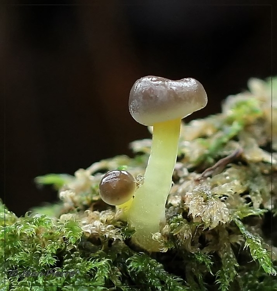 Dennenslijmkop - Hygrophorus hypothejus  IMG-3176 (2)