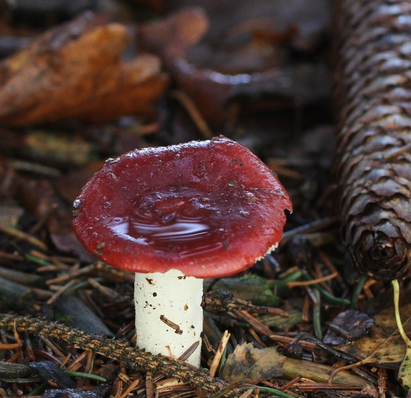 Russula spec. IMG-3452