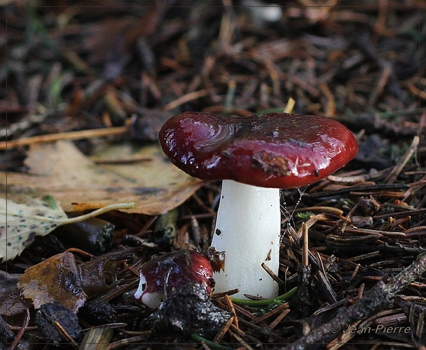 Russula spec. IMG-3463