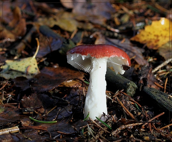 Russula spec. IMG-3479