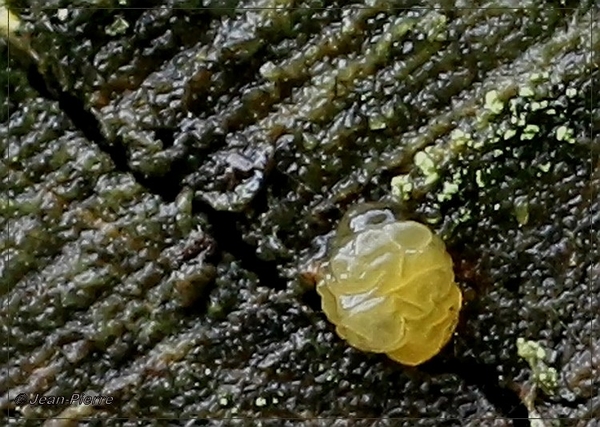 Gele trilzwam - Tremella mesenterica IMG-1661
