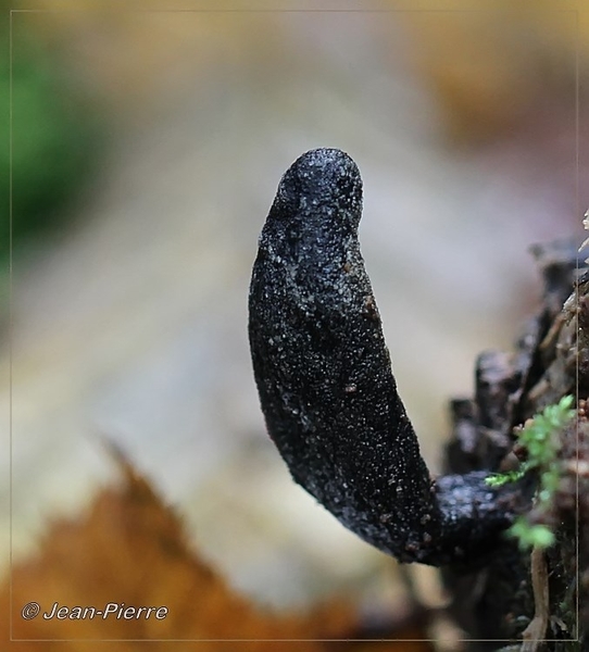 Houtknotszwam - Xylaria polymorpha IMG-1410