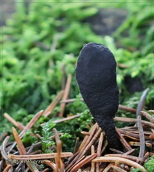 Houtknotszwam - Xylaria polymorpha IMG-1503