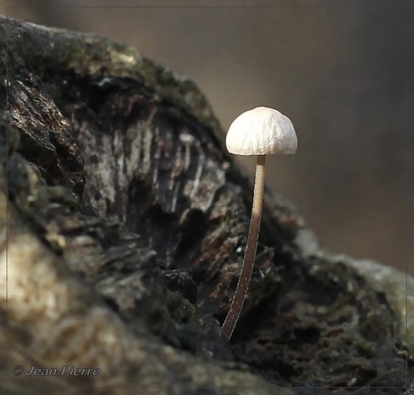 Mycena spec. IMG-1982