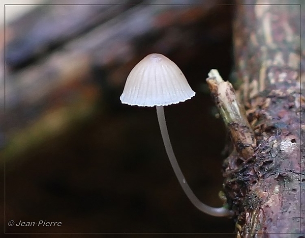 Mycena spec. IMG-2051