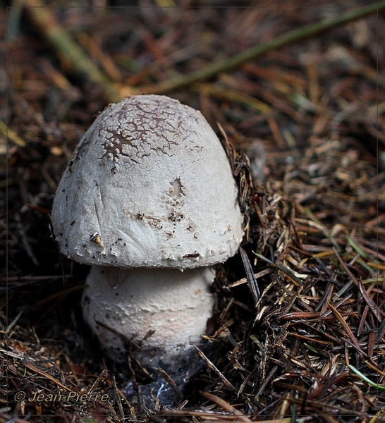 Amaniet spec. - Amanita spec. IMG-2532