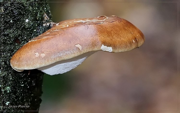 Berkenzwam - Piptoporus betulinus IMG-0781