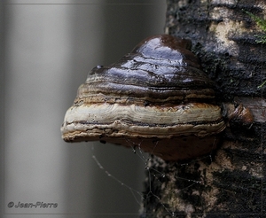 Berkenzwam - Piptoporus betulinus IMG-3425