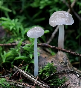 Mycena spec.IMG-2508