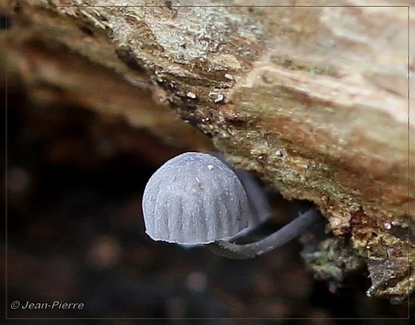 Blauwgrijze schorsmycena - Mycena pseudocorticola IMG-0451