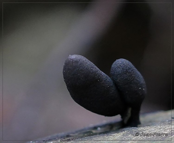 Houtknotszwam - Xylaria polymorpha IMG-0020