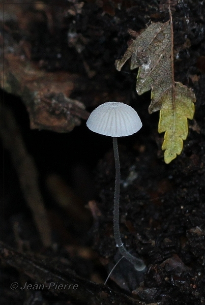 Mycena spec. IMG-1055