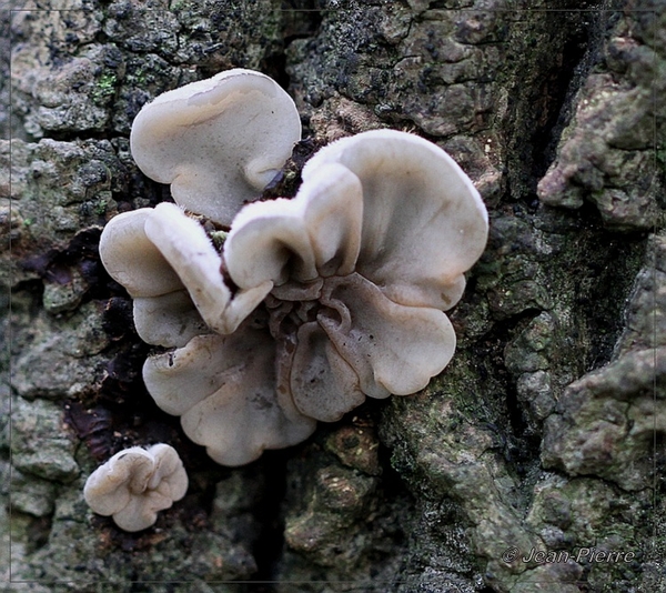 Viltig Judasoor - Auricularia mesenterica IMG-0683