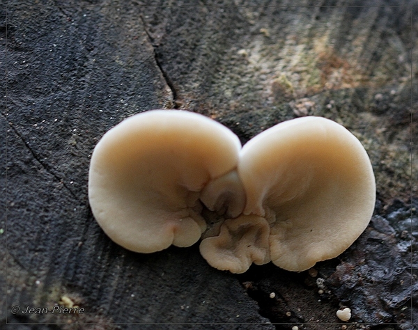 Viltig Judasoor - Auricularia mesenterica IMG-1007