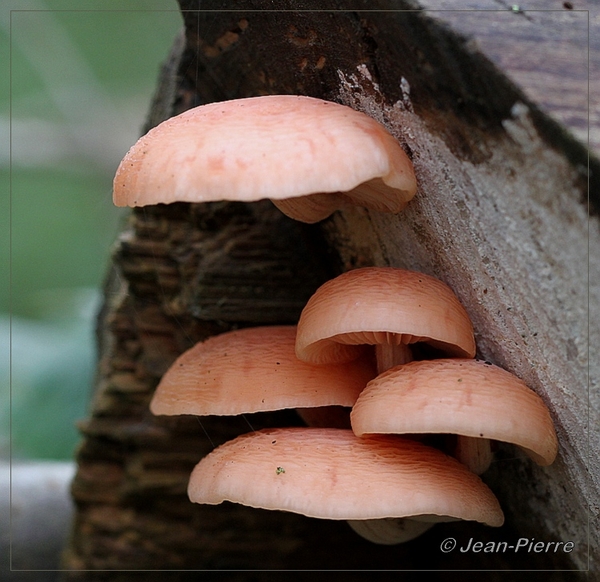 Zalmzwam - Rhodotus palmatus  IMG-0352