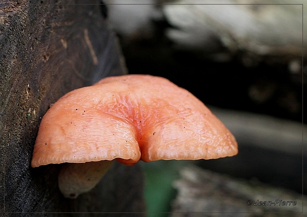 Zalmzwam - Rhodotus palmatus IMG-0370