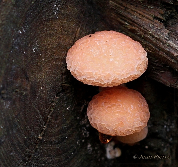 Zalmzwam - Rhodotus palmatus IMG-0565