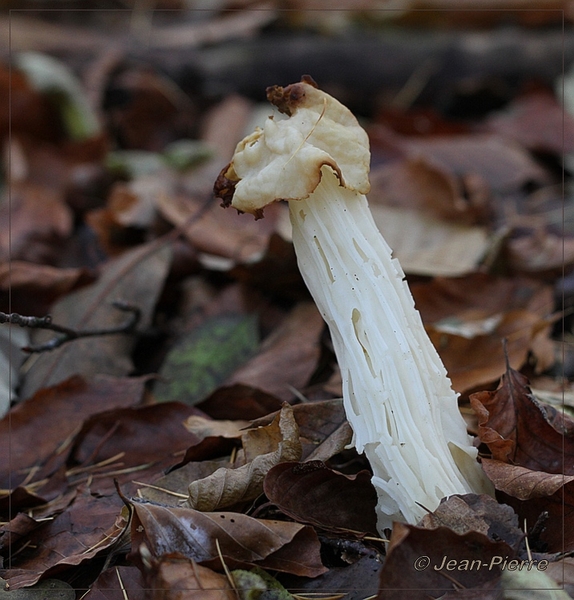 Witte kluifzwam - Helvella crispa IMG-0380