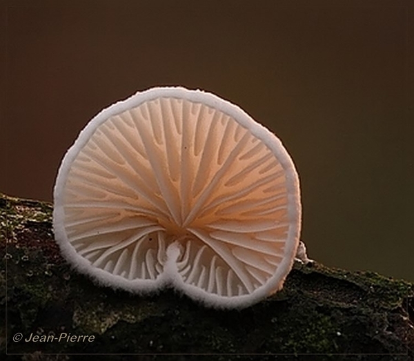 Wit oorzwammetje - Crepidotus variabilis IMG 0133 (2)