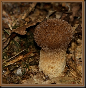 Zwartwordende stuifzwam - Lycoperdon foetidum IMG-4239