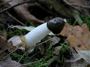 Grote stinkzwam - Phallus impudicus IMG-0166