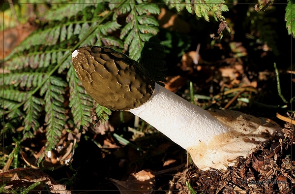 Grote stinkzwam - Phallus impudicus IMG_0281