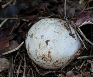 Grote stinkzwam - Phallus impudicus IMG-0320