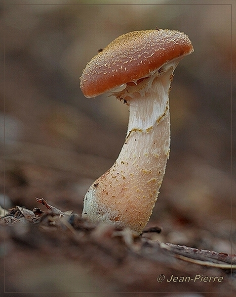 Knolhoningzwam - Armillaria gallica