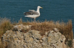 Etretat