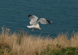 Etretat