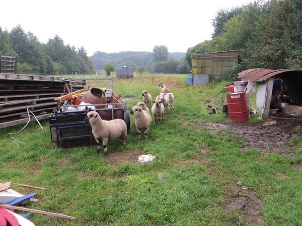 2013-09-21 Liedekerke 002