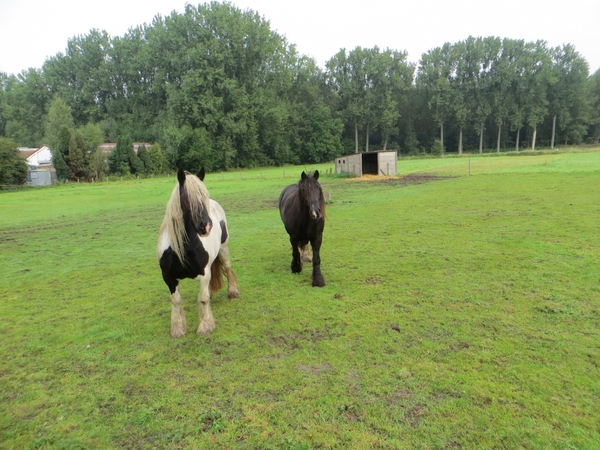 2013-09-21 Liedekerke 011