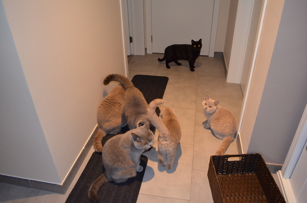 cattery ter heide 006