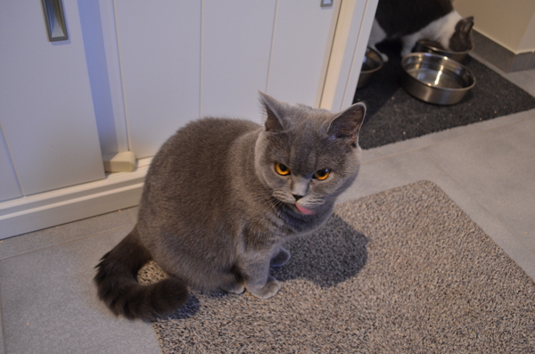 cattery ter heide 009