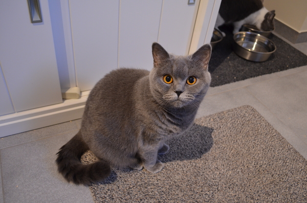 cattery ter heide 011