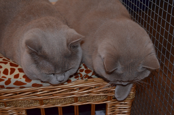 cattery ter heide 030