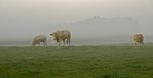 mist 2 005_bewerkt-3