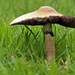 Paddestoelen 035_bewerkt-1