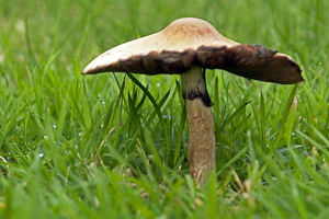 Paddestoelen 035_bewerkt-1