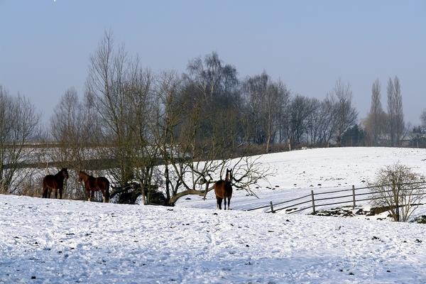 Sneeuw 2 022_bewerkt-1