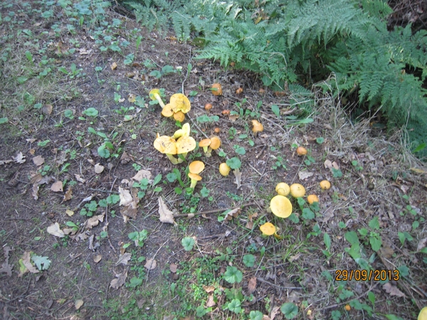 wandeling in Brasschaat 29-9-2013 005