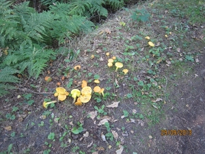 wandeling in Brasschaat 29-9-2013 006