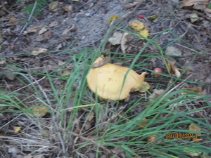 wandeling in Brasschaat 29-9-2013 010