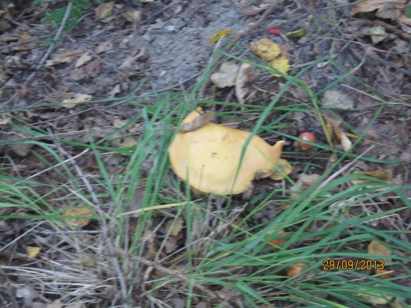 wandeling in Brasschaat 29-9-2013 010