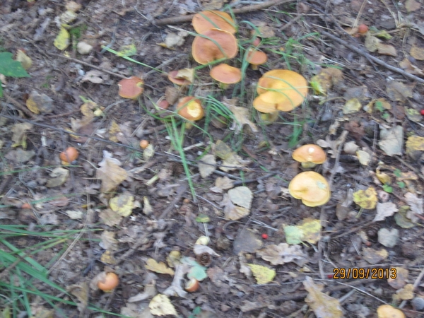 wandeling in Brasschaat 29-9-2013 011