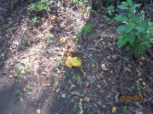 wandeling in Brasschaat 29-9-2013 012