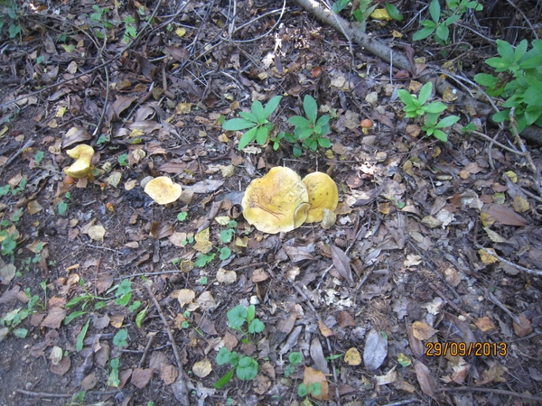 wandeling in Brasschaat 29-9-2013 013