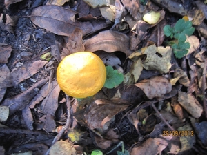 wandeling in Brasschaat 29-9-2013 014