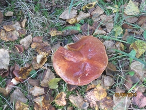 wandeling in Brasschaat 29-9-2013 015