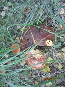 wandeling in Brasschaat 29-9-2013 016